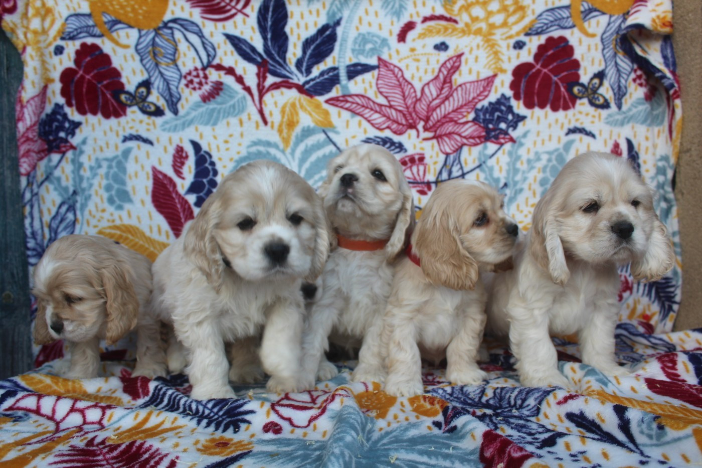 of caniland's dream - American Cocker Spaniel - Portée née le 20/10/2025