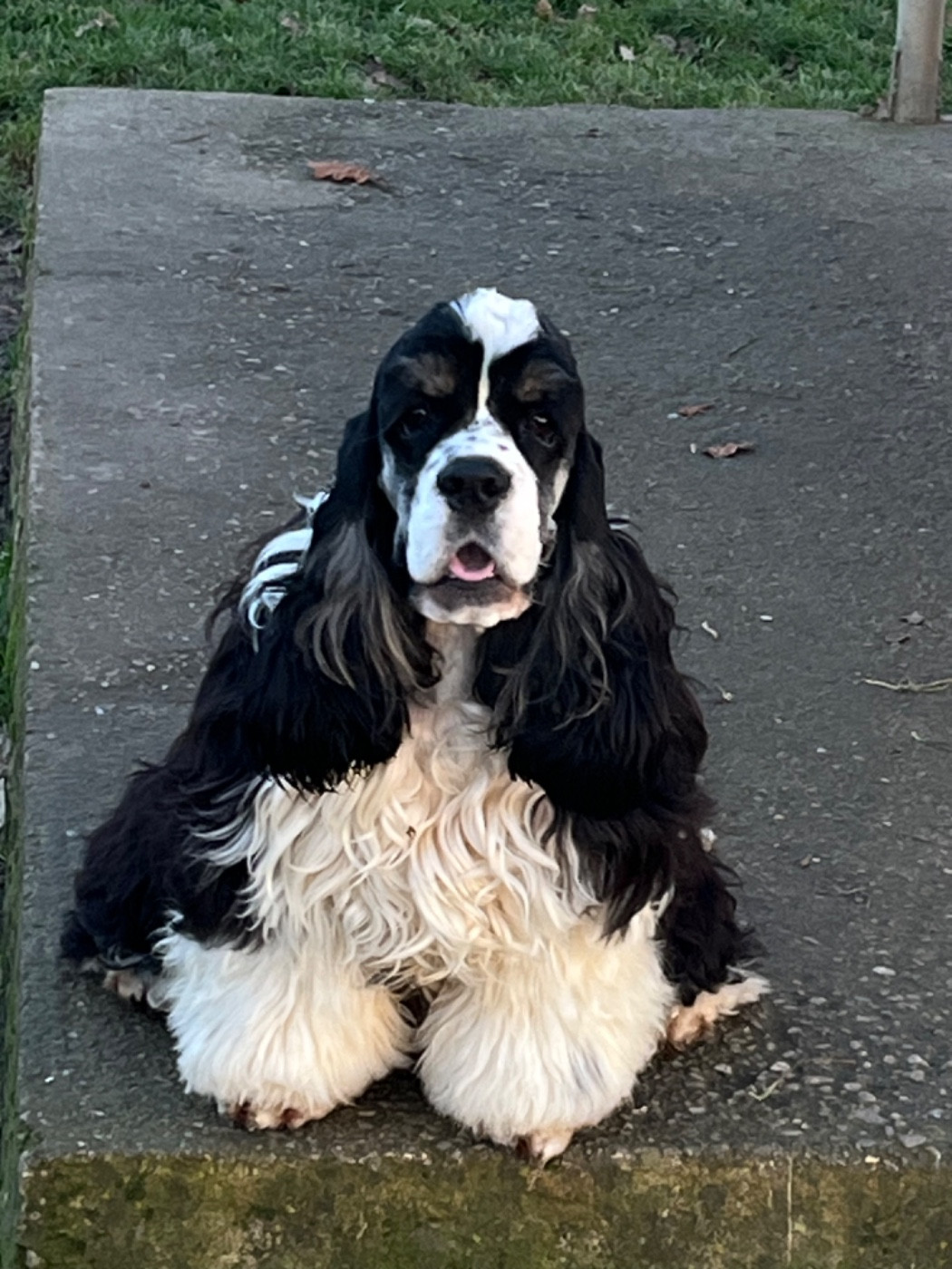 of caniland's dream - Chiots disponibles - American Cocker Spaniel