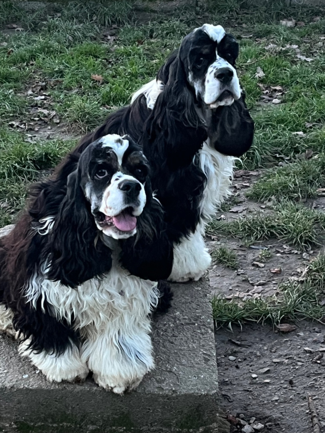 Chiot American Cocker Spaniel of caniland's dream