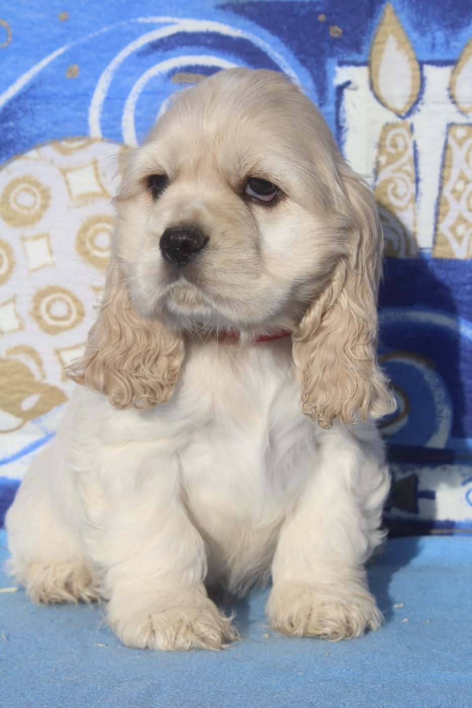 of caniland's dream - Chiots disponibles - American Cocker Spaniel