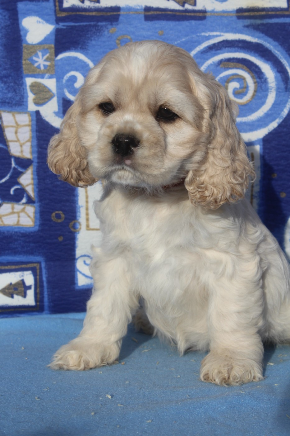 of caniland's dream - Chiots disponibles - American Cocker Spaniel