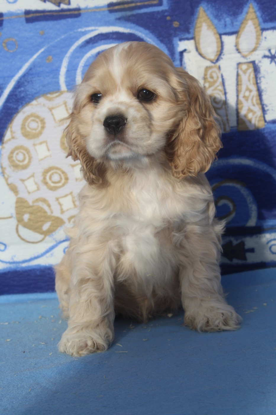 of caniland's dream - Chiots disponibles - American Cocker Spaniel