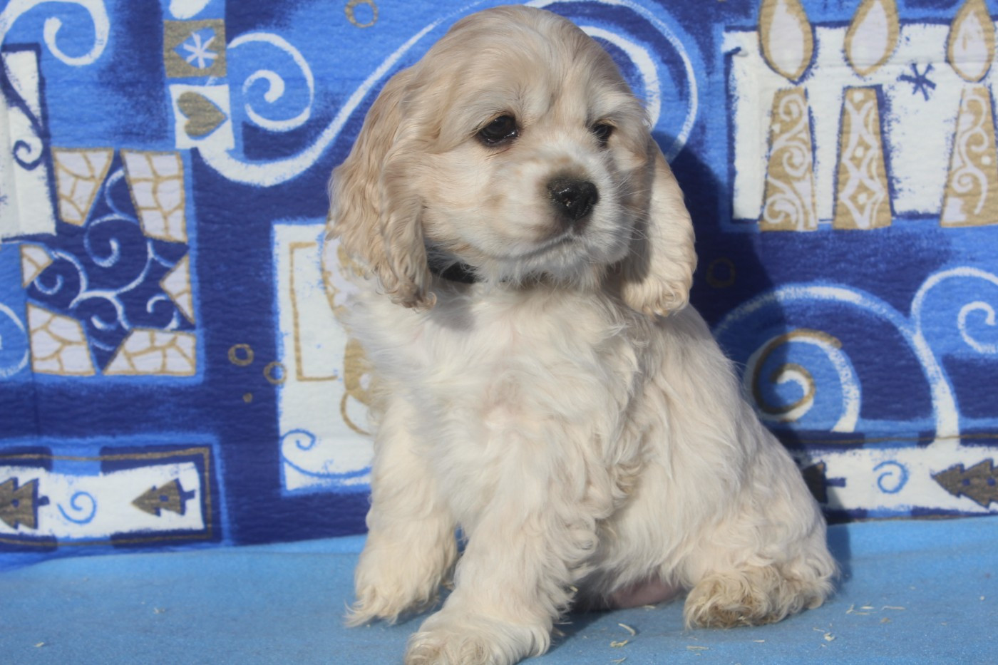 of caniland's dream - Chiots disponibles - American Cocker Spaniel