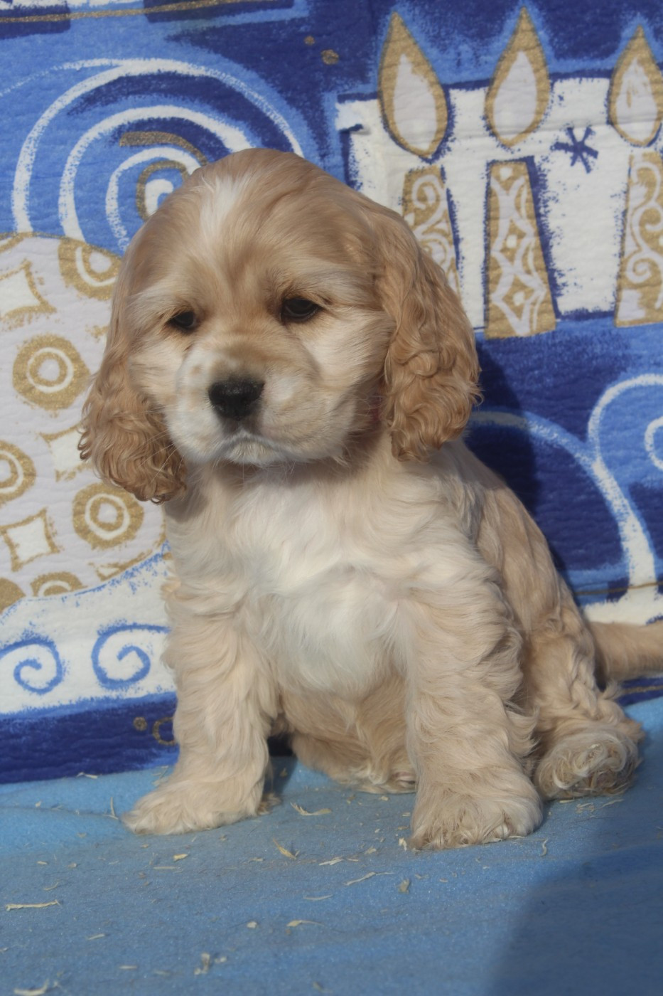 of caniland's dream - Chiots disponibles - American Cocker Spaniel