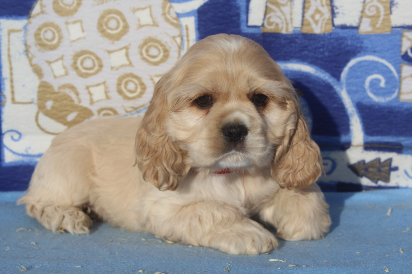 of caniland's dream - Chiots disponibles - American Cocker Spaniel