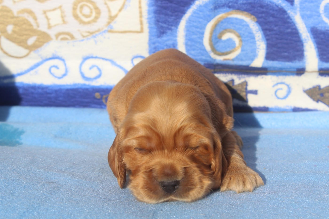 of caniland's dream - Chiots disponibles - Cocker Spaniel Anglais