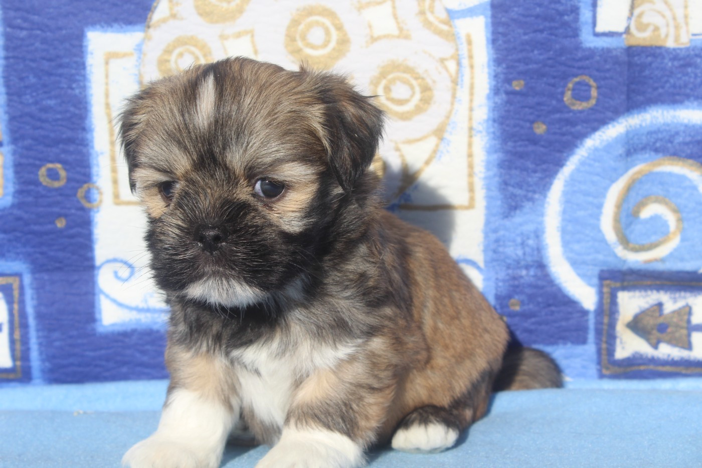 of caniland's dream - Chiots disponibles - Lhassa Apso