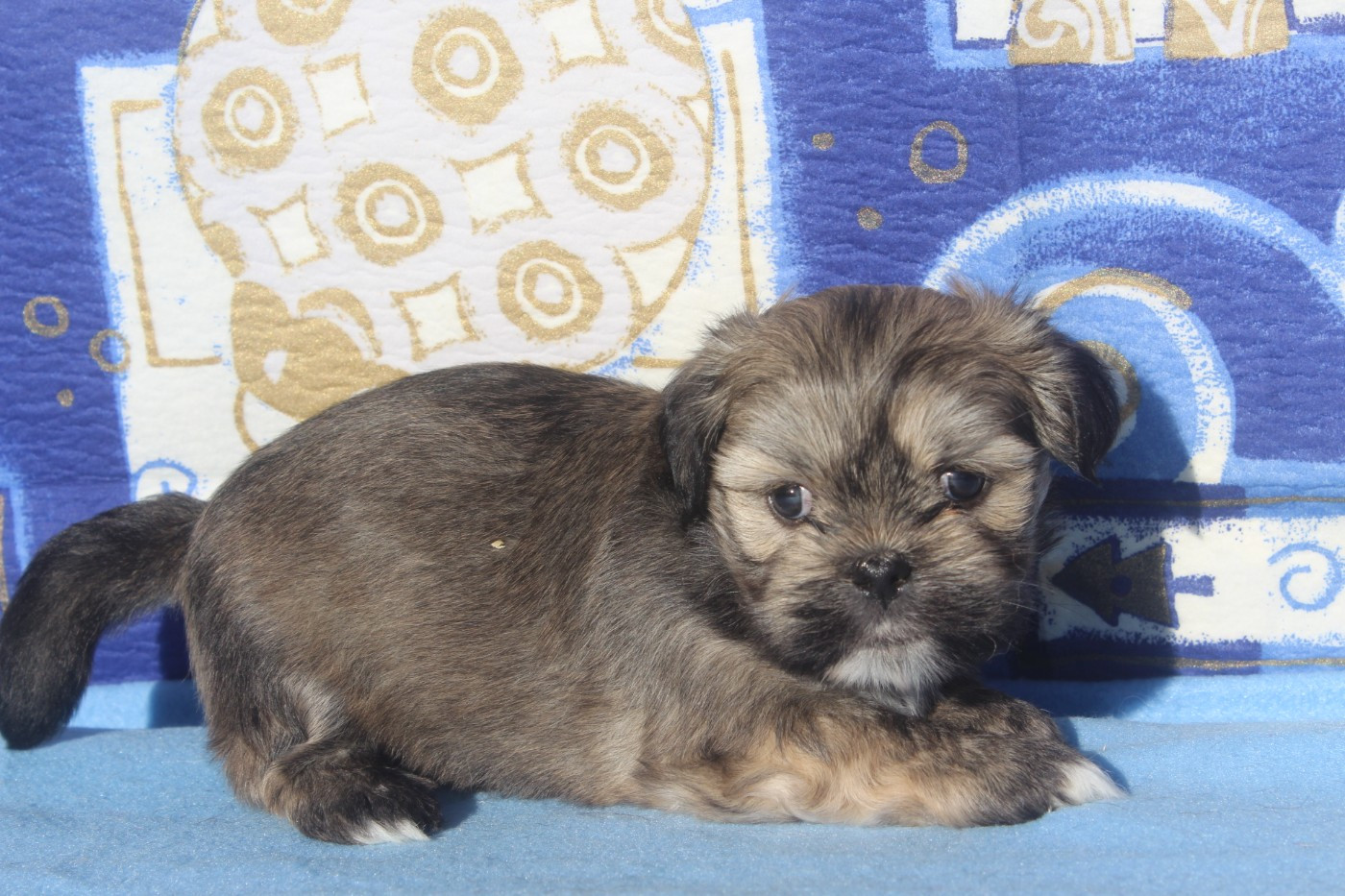 of caniland's dream - Chiots disponibles - Lhassa Apso