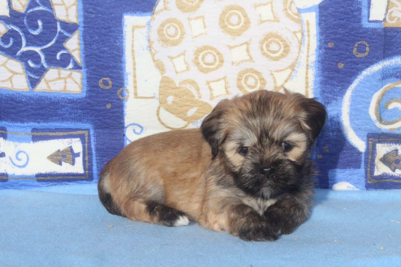 of caniland's dream - Chiots disponibles - Lhassa Apso