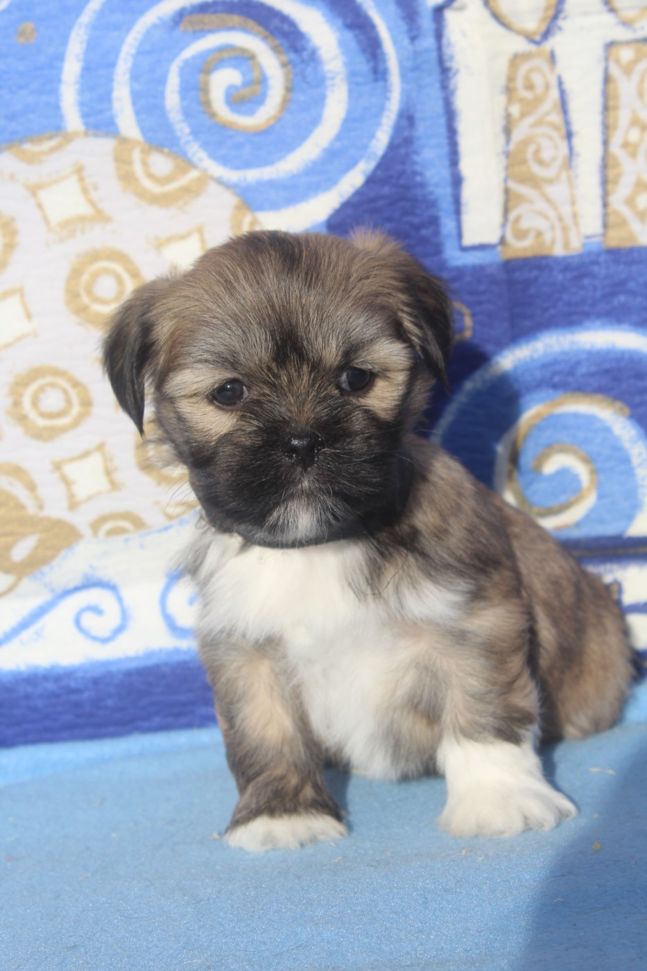 of caniland's dream - Chiots disponibles - Lhassa Apso