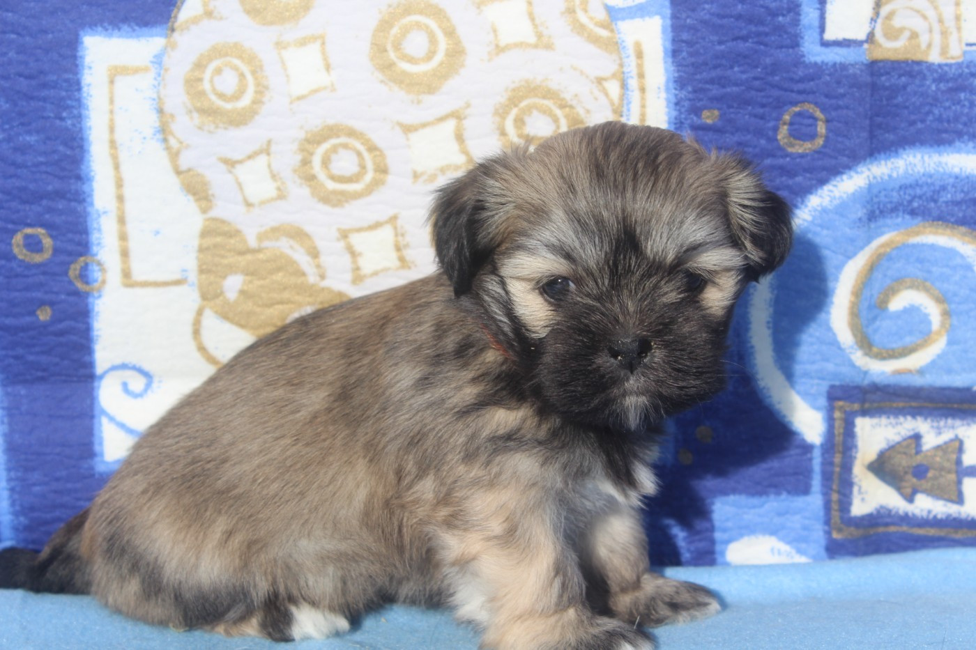 of caniland's dream - Chiots disponibles - Lhassa Apso