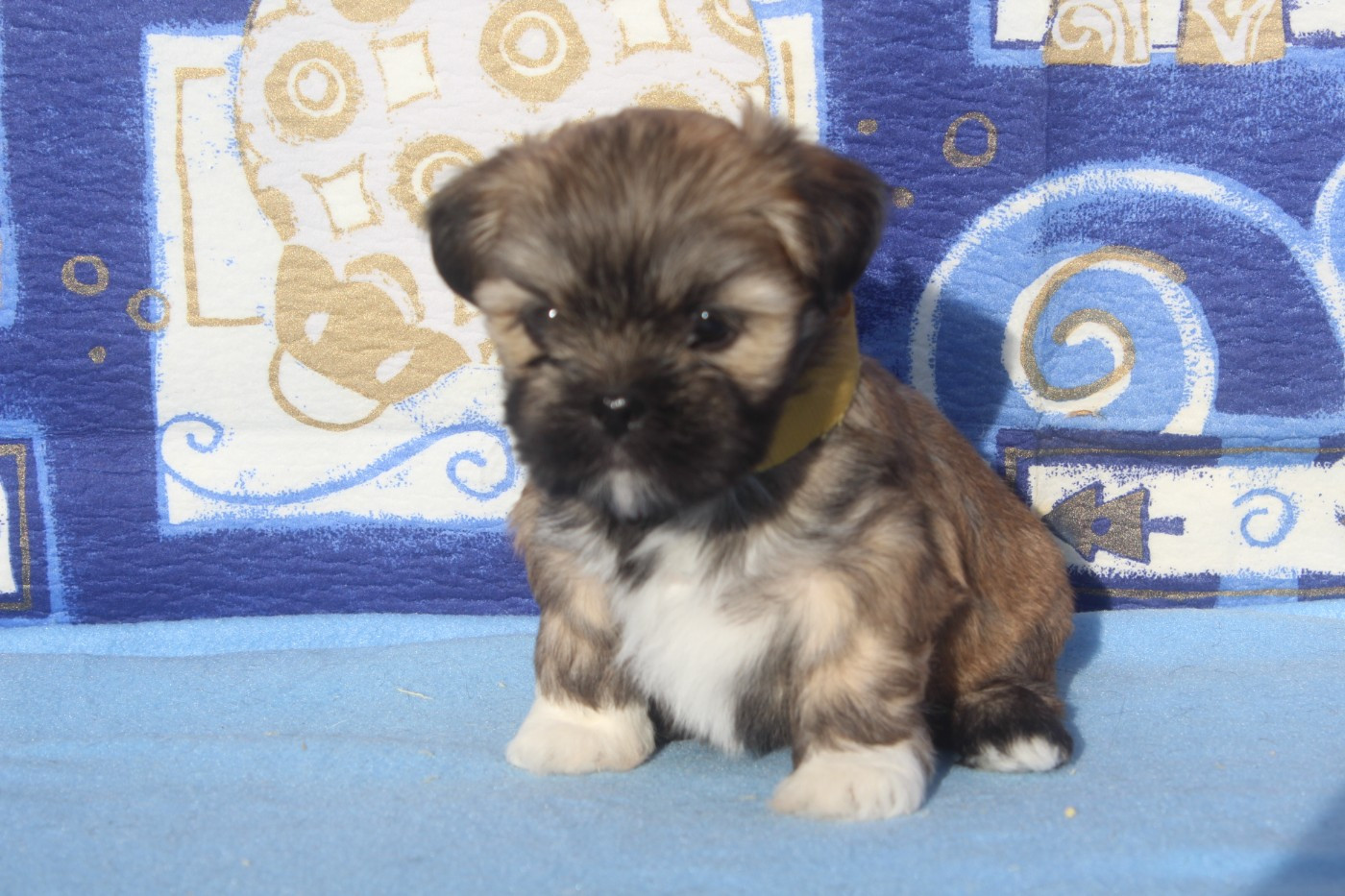 of caniland's dream - Chiots disponibles - Lhassa Apso