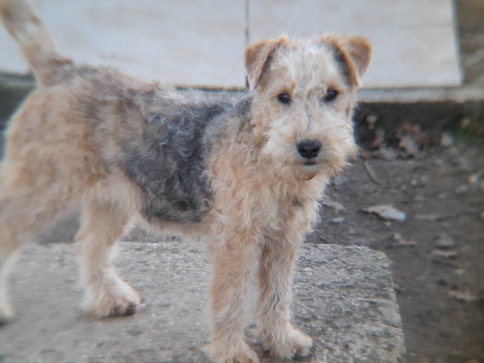 of caniland's dream - Chiots disponibles - Lakeland Terrier