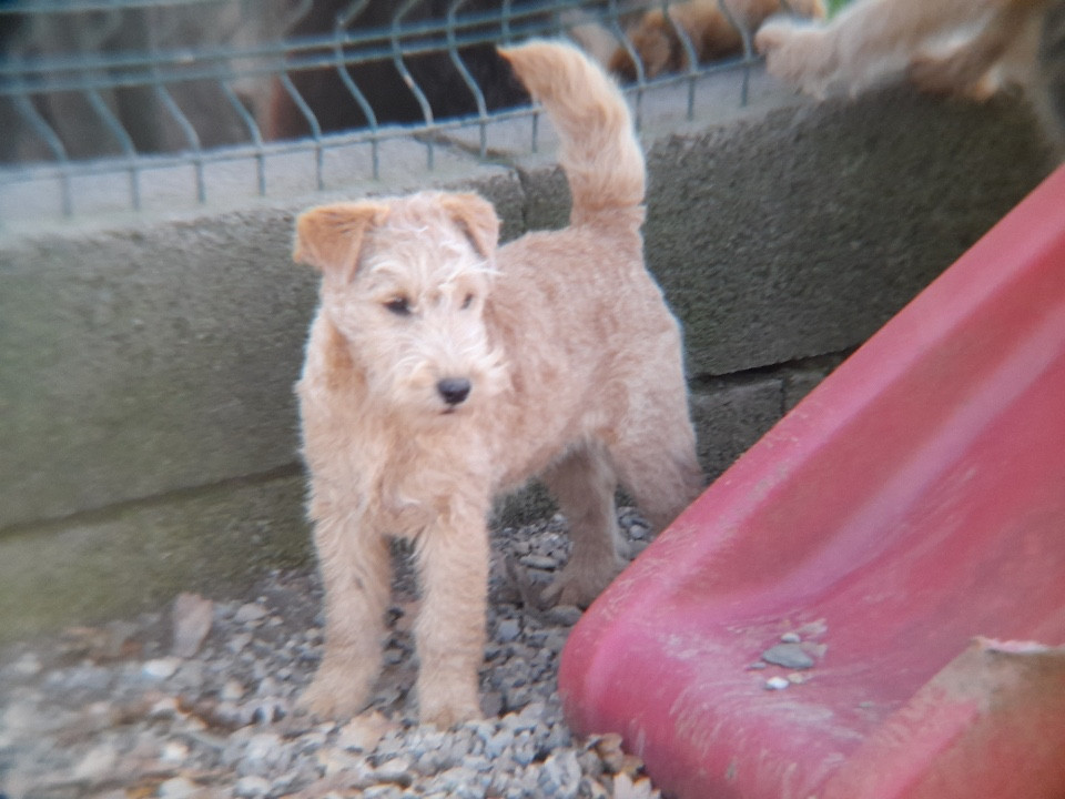 of caniland's dream - Chiots disponibles - Lakeland Terrier
