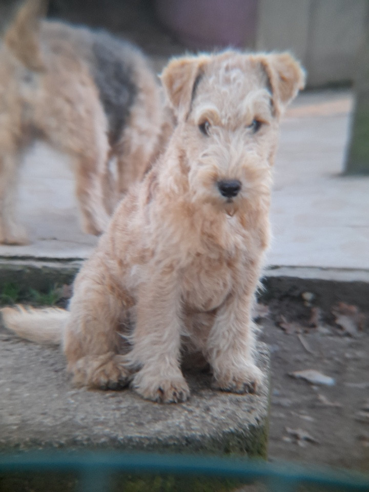 of caniland's dream - Chiots disponibles - Lakeland Terrier