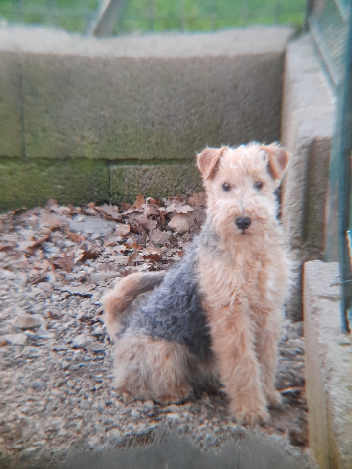 of caniland's dream - Chiots disponibles - Lakeland Terrier