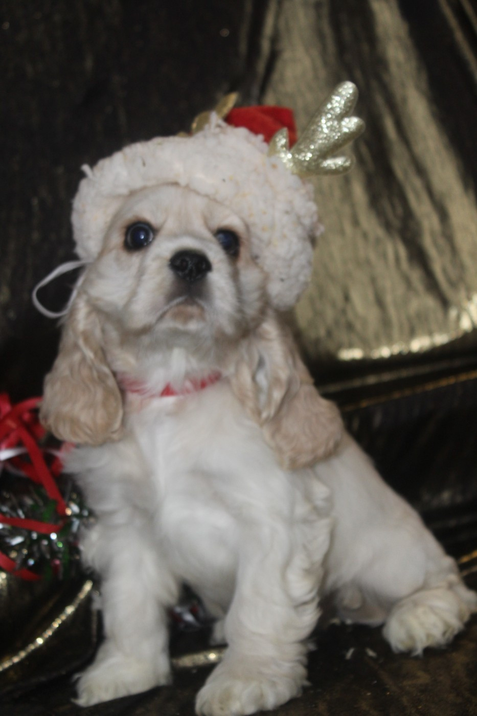 of caniland's dream - Chiots disponibles - American Cocker Spaniel