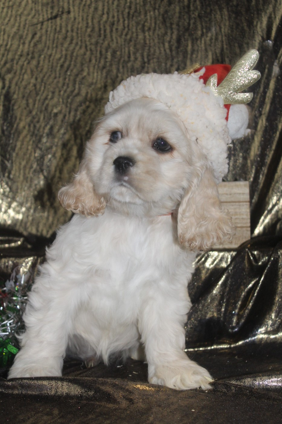 of caniland's dream - Chiots disponibles - American Cocker Spaniel