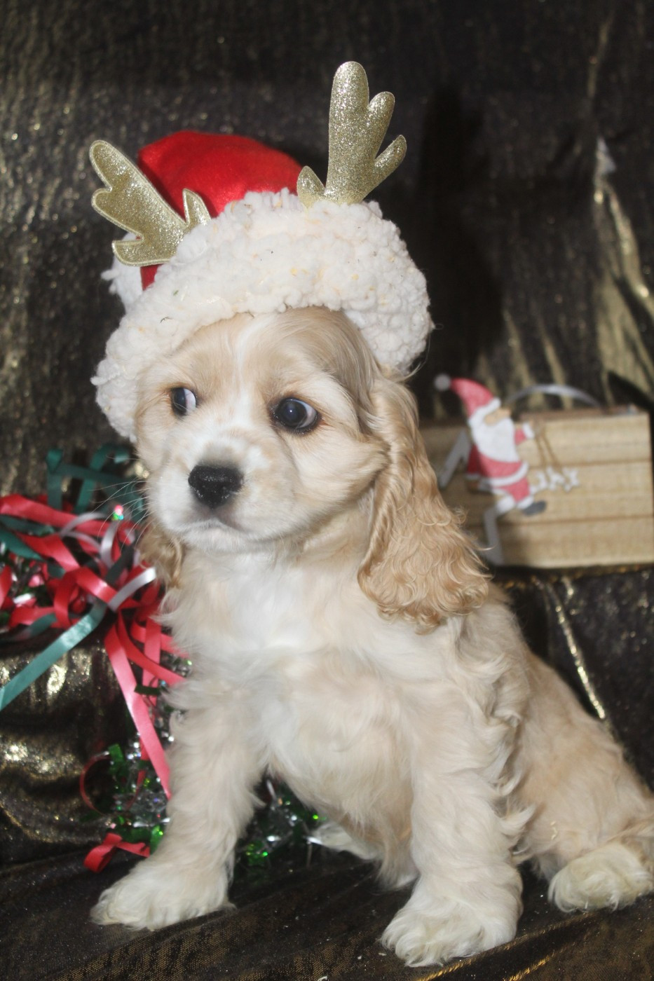 of caniland's dream - Chiots disponibles - American Cocker Spaniel