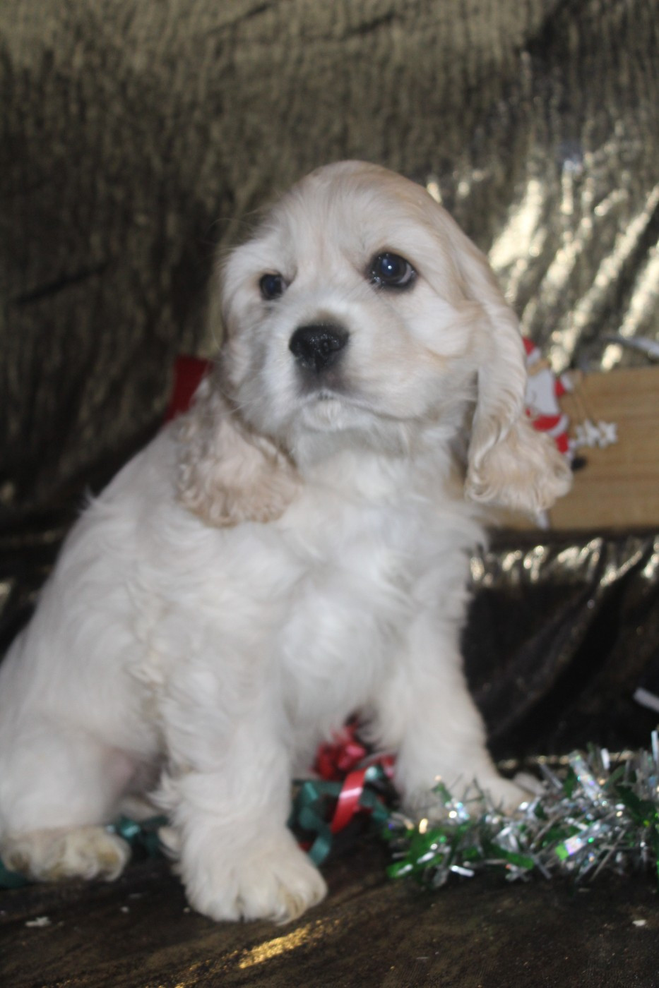 of caniland's dream - Chiots disponibles - American Cocker Spaniel