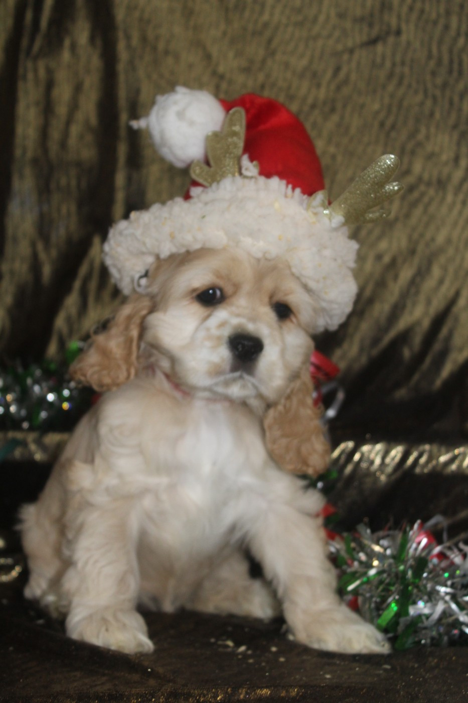 of caniland's dream - Chiots disponibles - American Cocker Spaniel