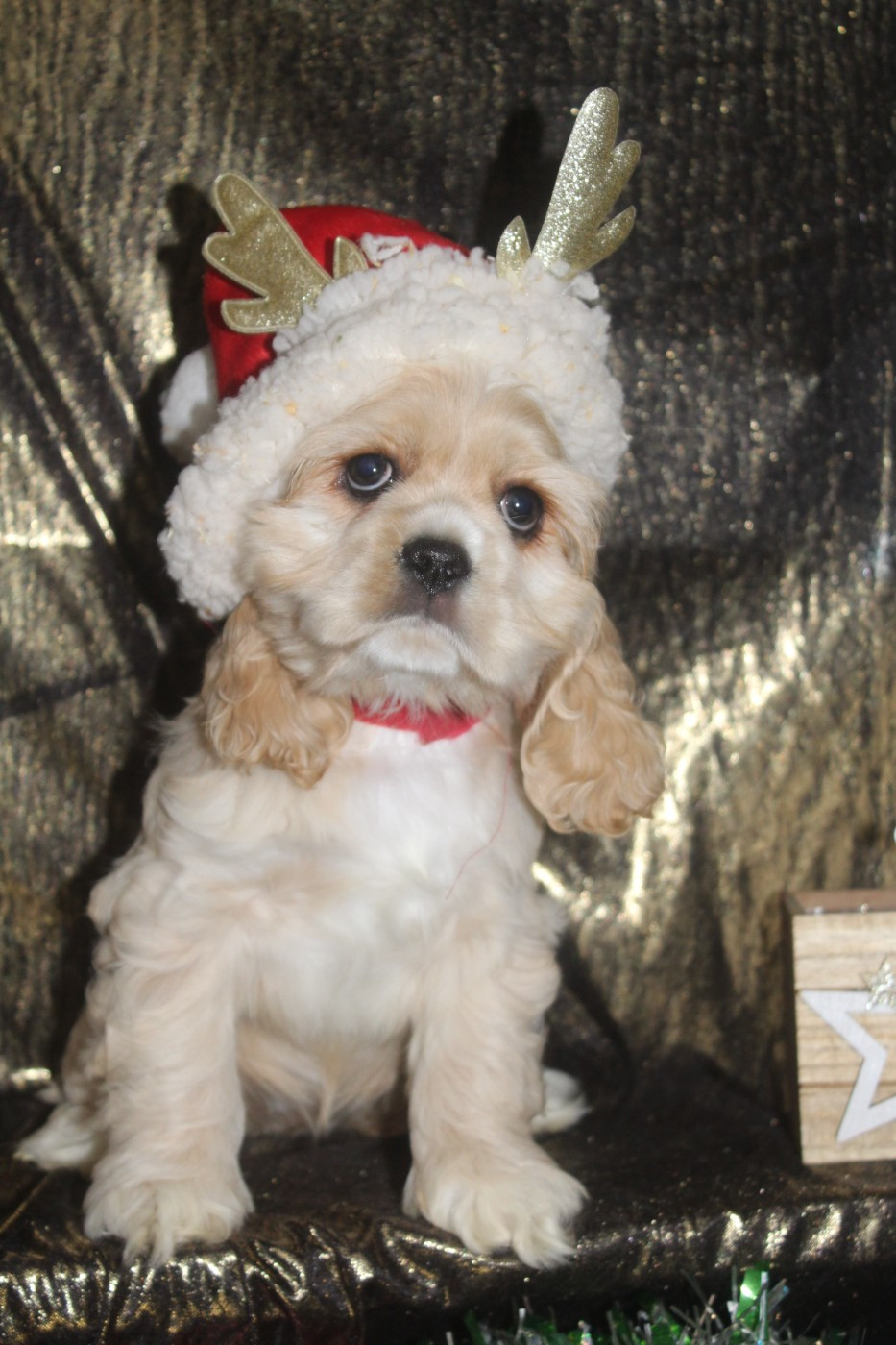 of caniland's dream - Chiots disponibles - American Cocker Spaniel