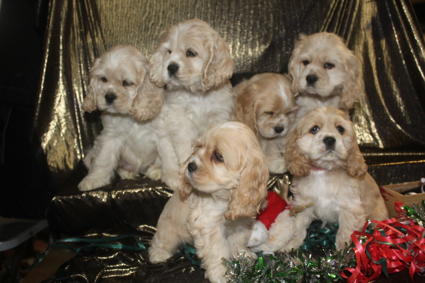 Chiot American Cocker Spaniel of caniland's dream
