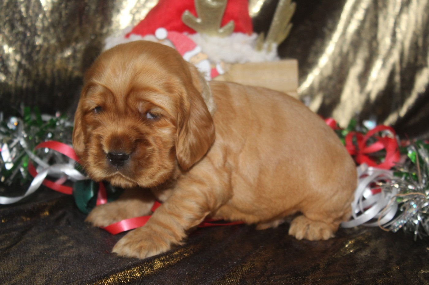 of caniland's dream - Chiots disponibles - Cocker Spaniel Anglais