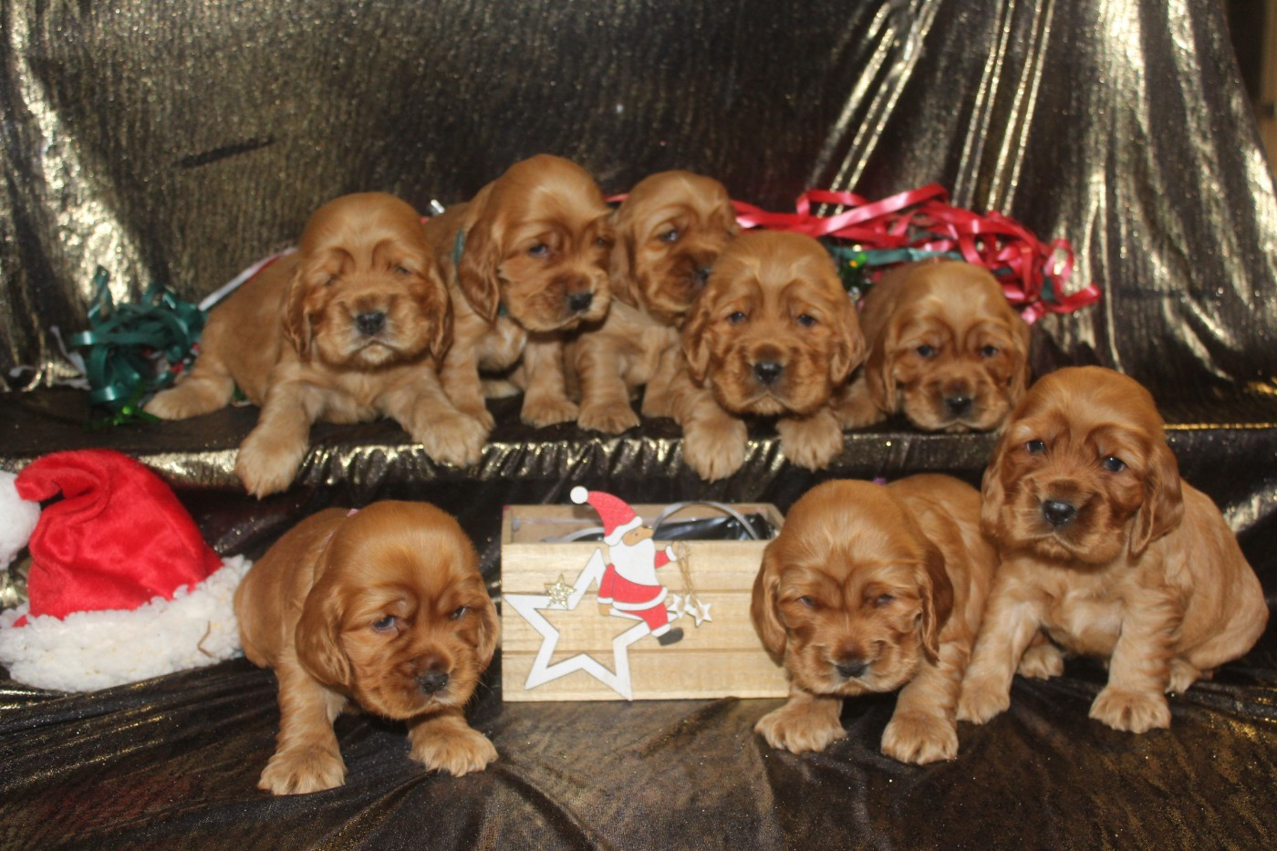 of caniland's dream - Cocker Spaniel Anglais - Portée née le 20/11/2025