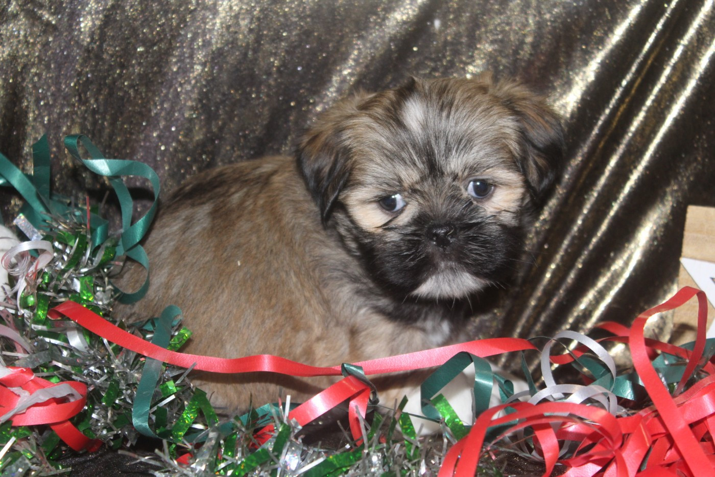 of caniland's dream - Chiots disponibles - Lhassa Apso