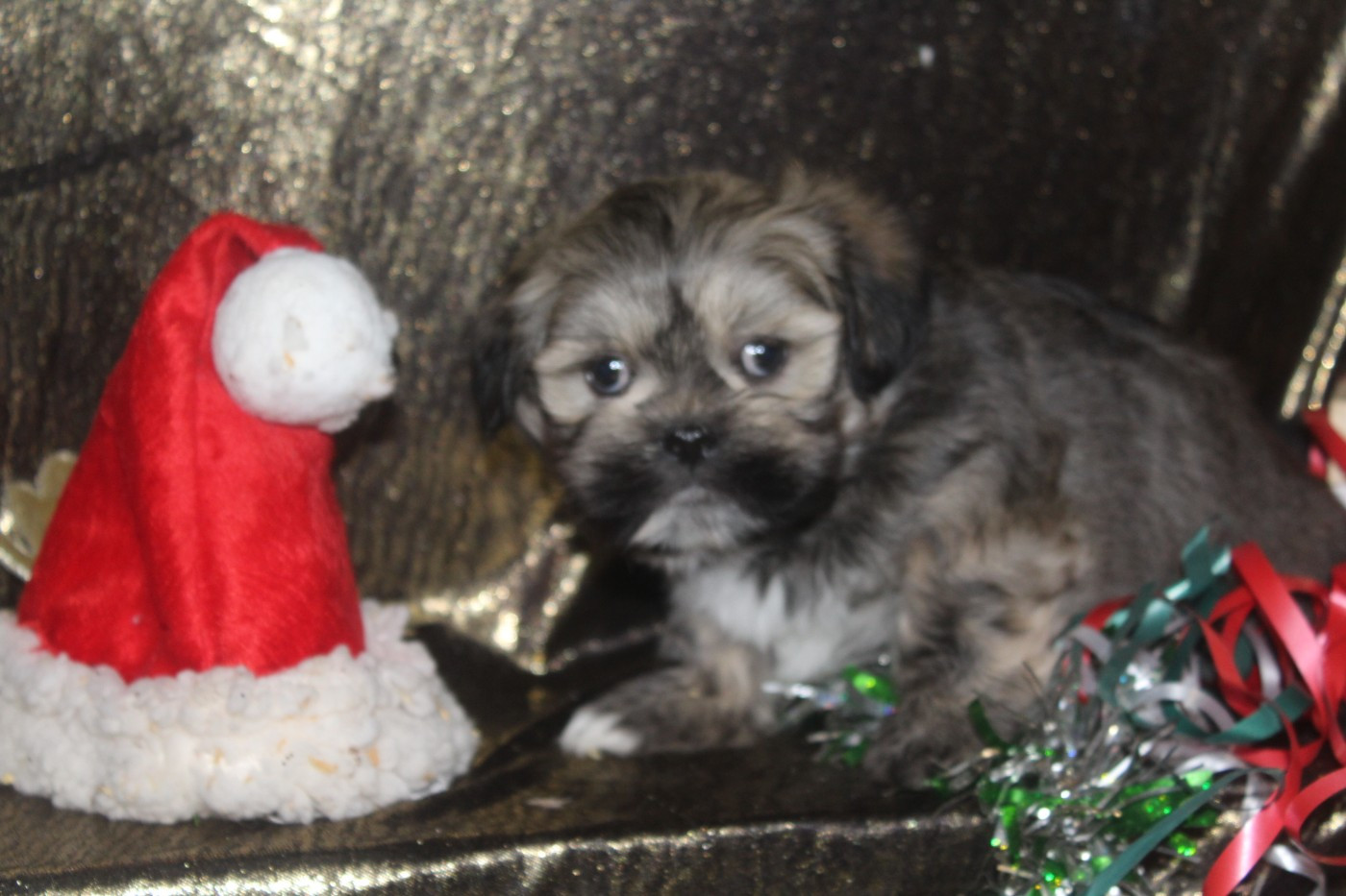 of caniland's dream - Chiots disponibles - Lhassa Apso