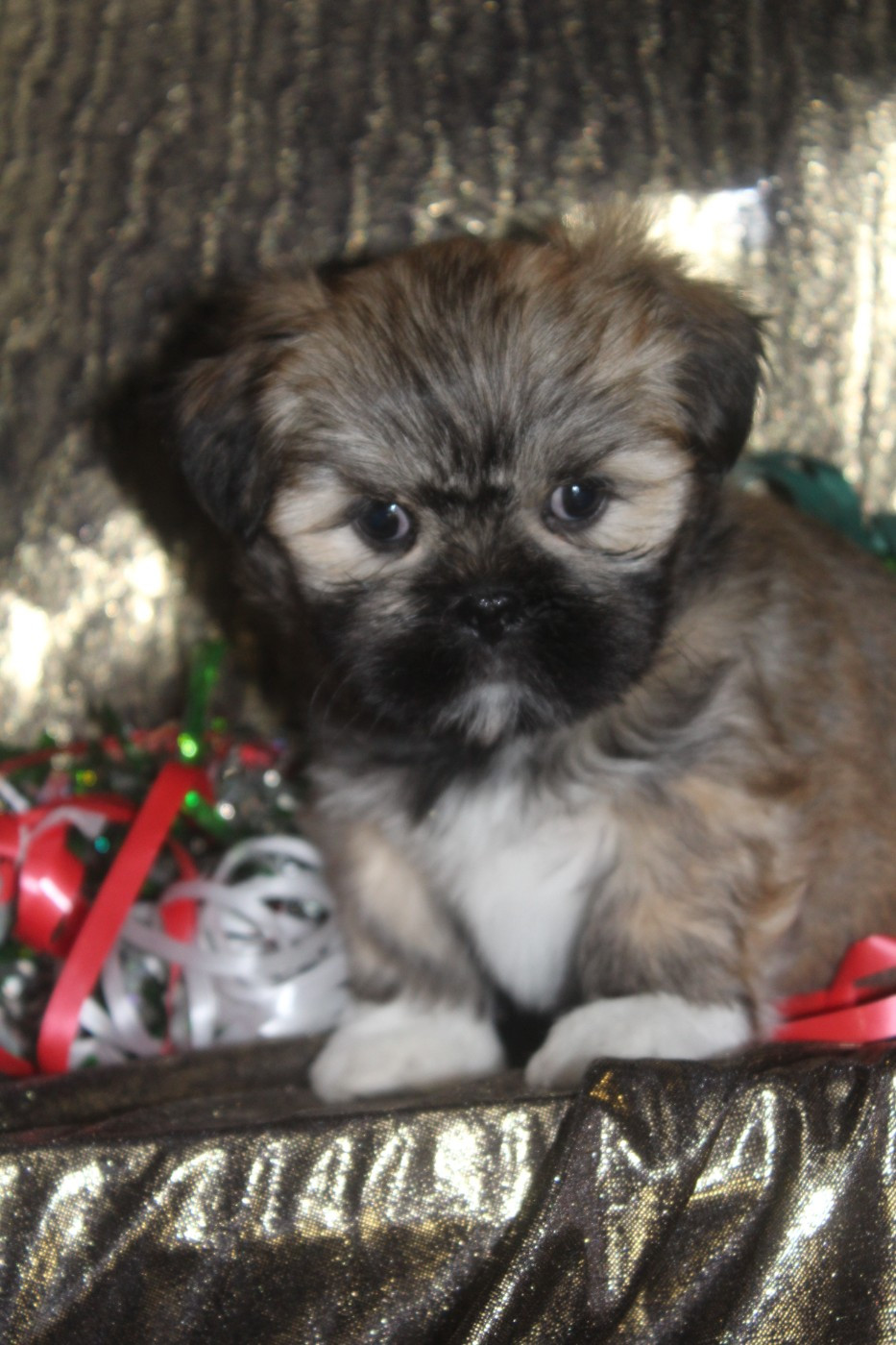 of caniland's dream - Chiots disponibles - Lhassa Apso