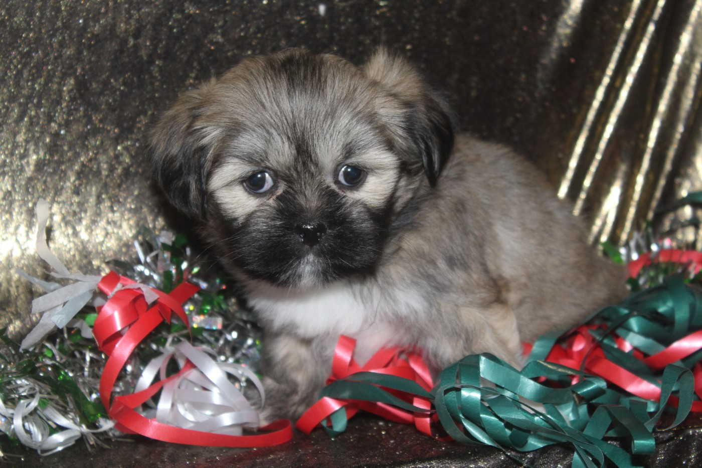of caniland's dream - Chiots disponibles - Lhassa Apso