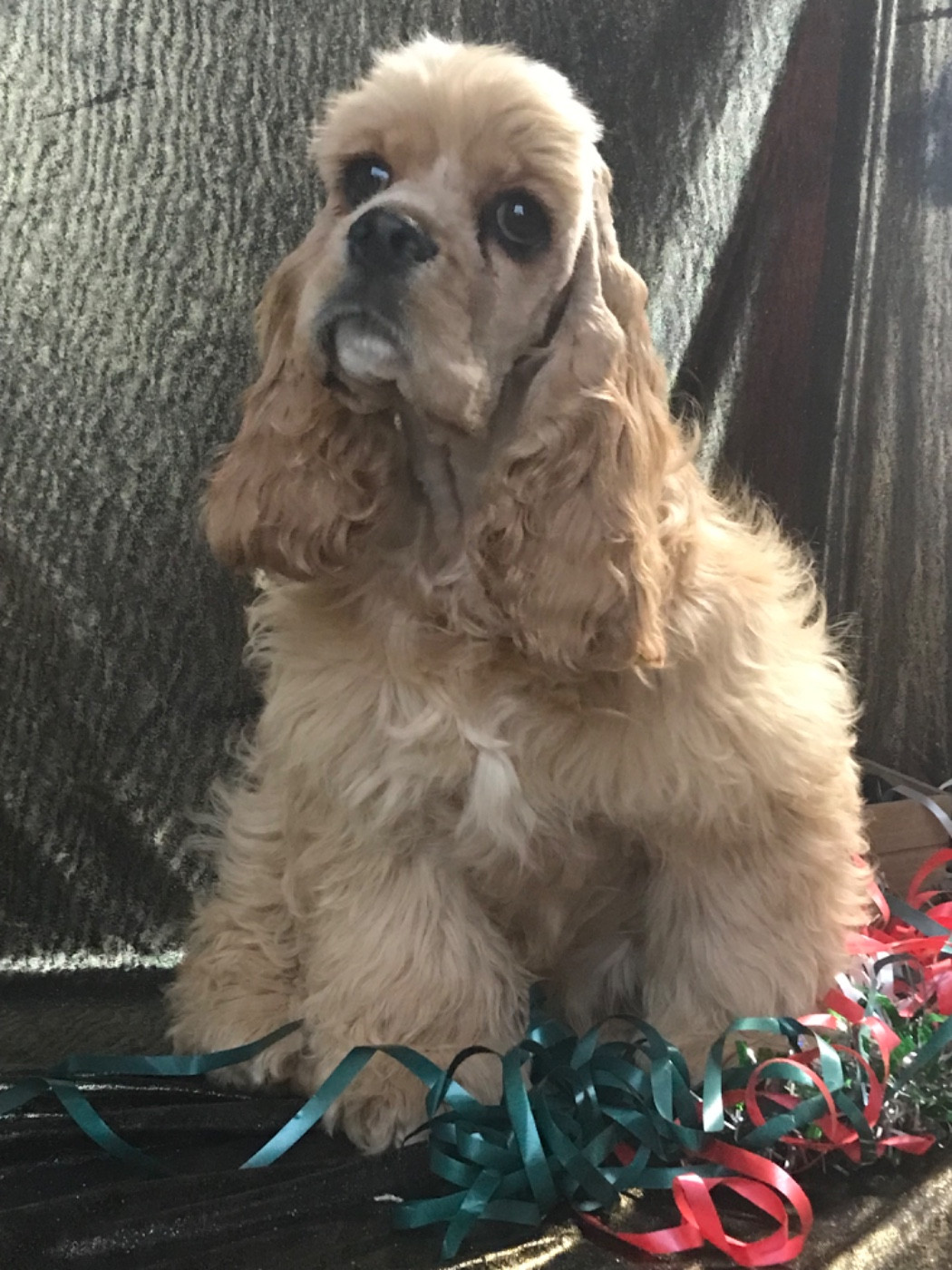 of caniland's dream - Chiots disponibles - American Cocker Spaniel