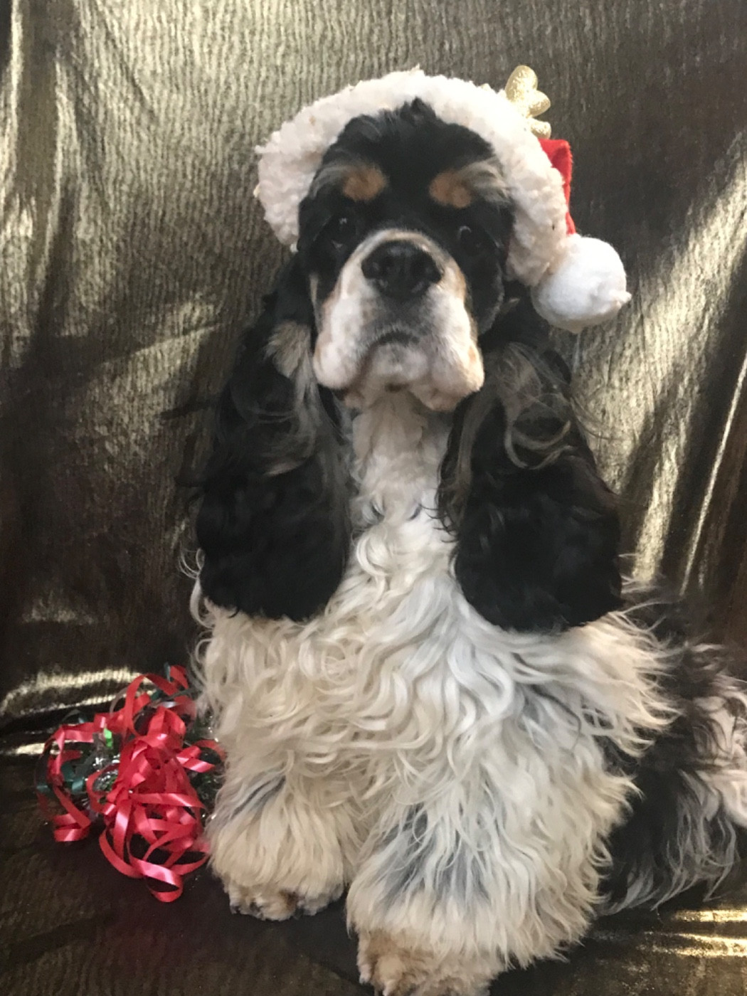 of caniland's dream - Chiots disponibles - American Cocker Spaniel