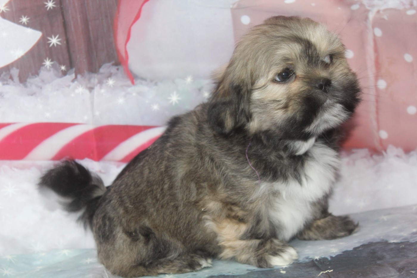 of caniland's dream - Chiots disponibles - Lhassa Apso