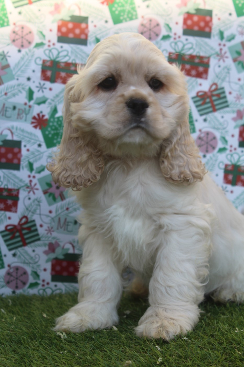 of caniland's dream - Chiots disponibles - American Cocker Spaniel