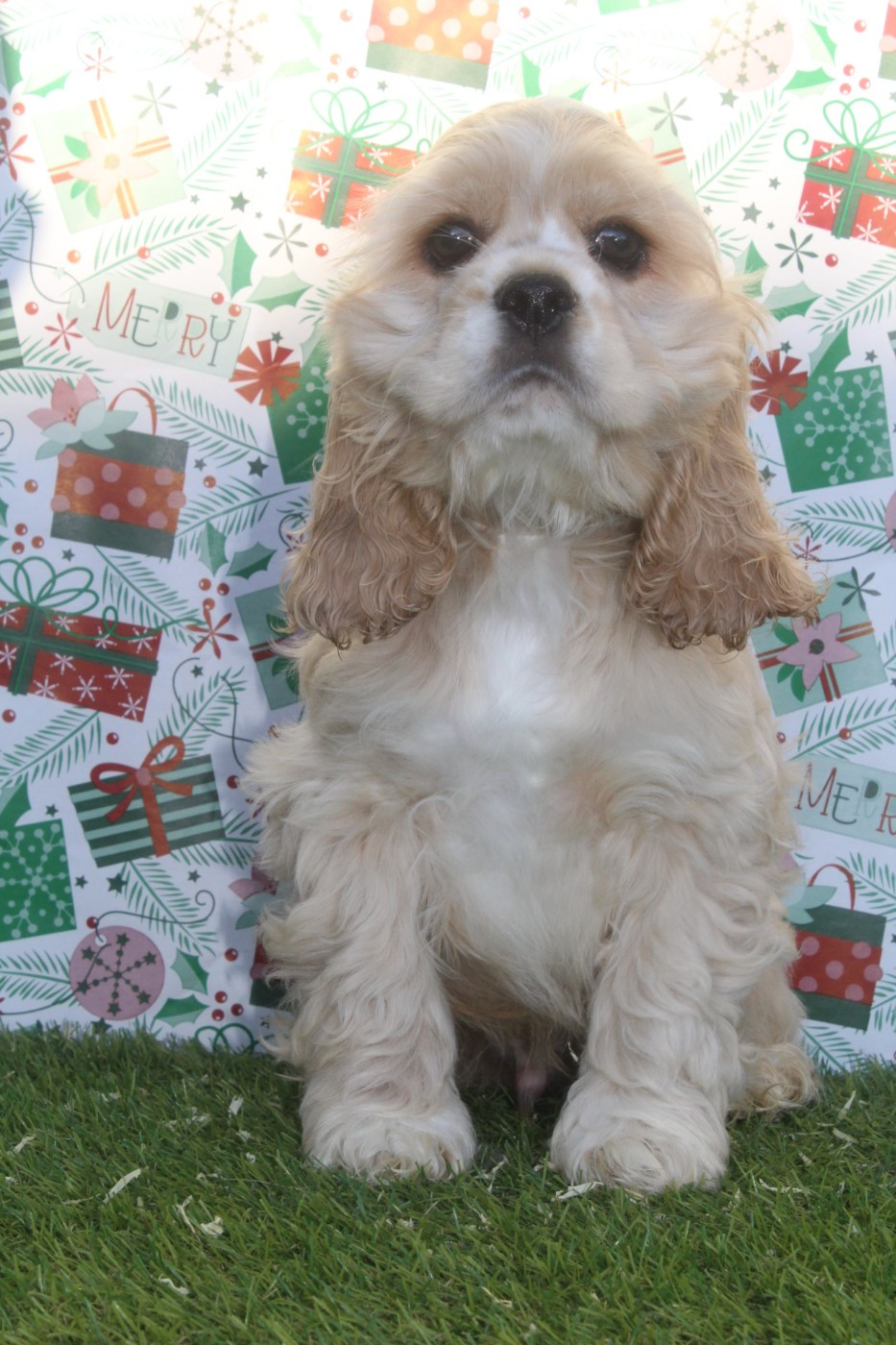 of caniland's dream - Chiots disponibles - American Cocker Spaniel