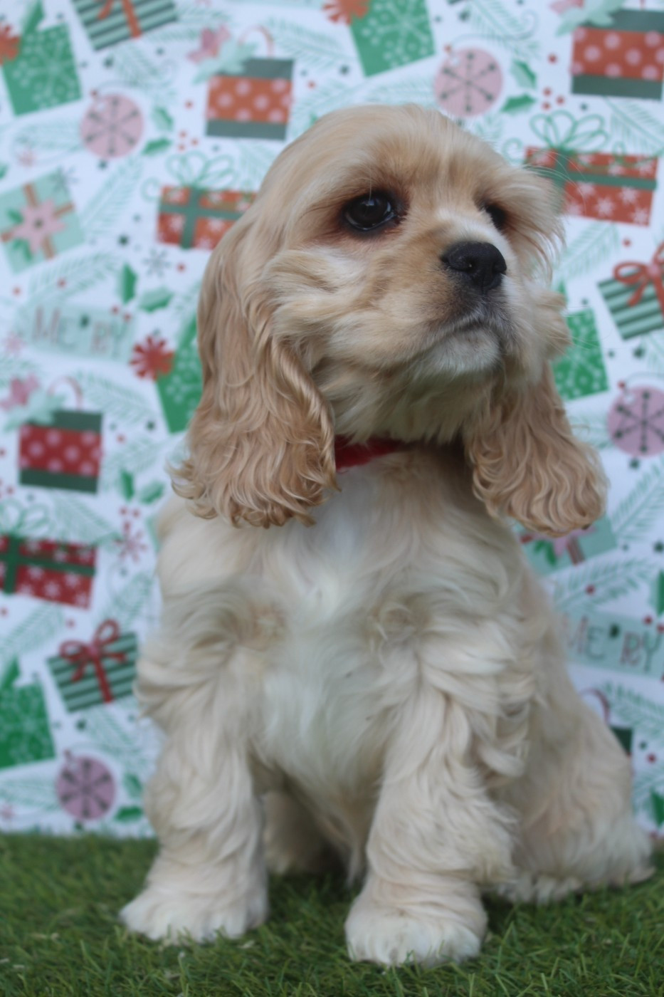 of caniland's dream - Chiots disponibles - American Cocker Spaniel