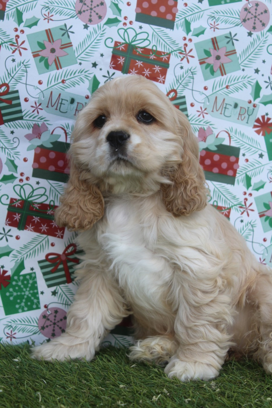 of caniland's dream - Chiots disponibles - American Cocker Spaniel