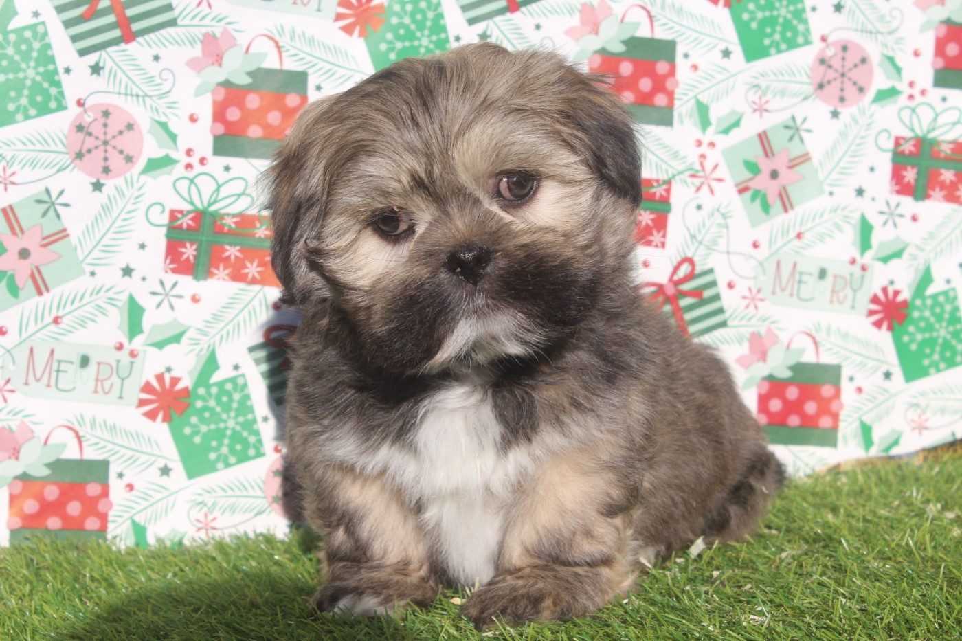 of caniland's dream - Chiots disponibles - Lhassa Apso