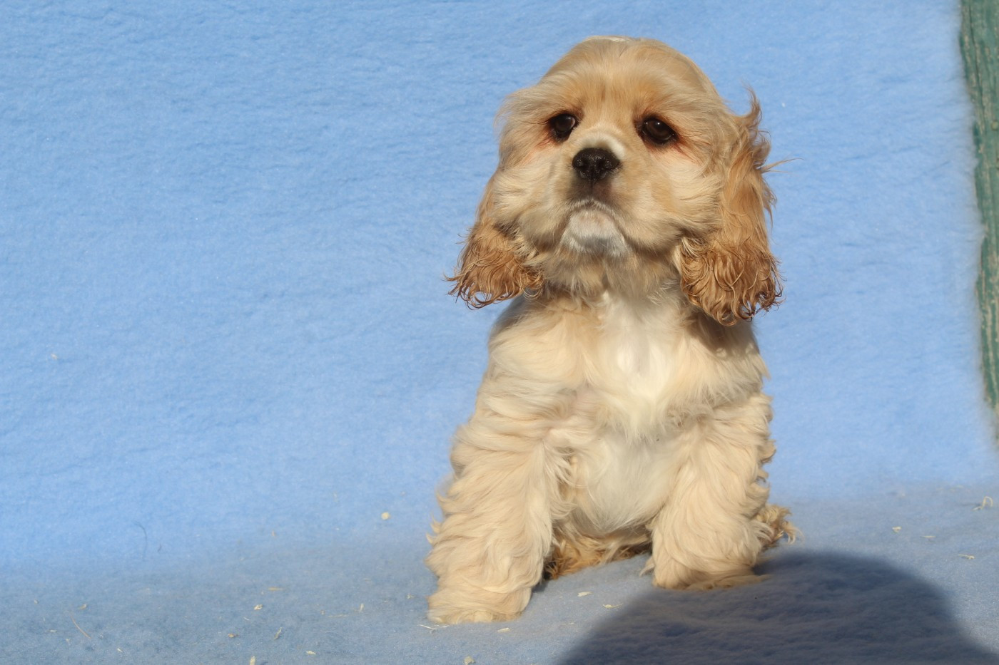 of caniland's dream - Chiots disponibles - American Cocker Spaniel