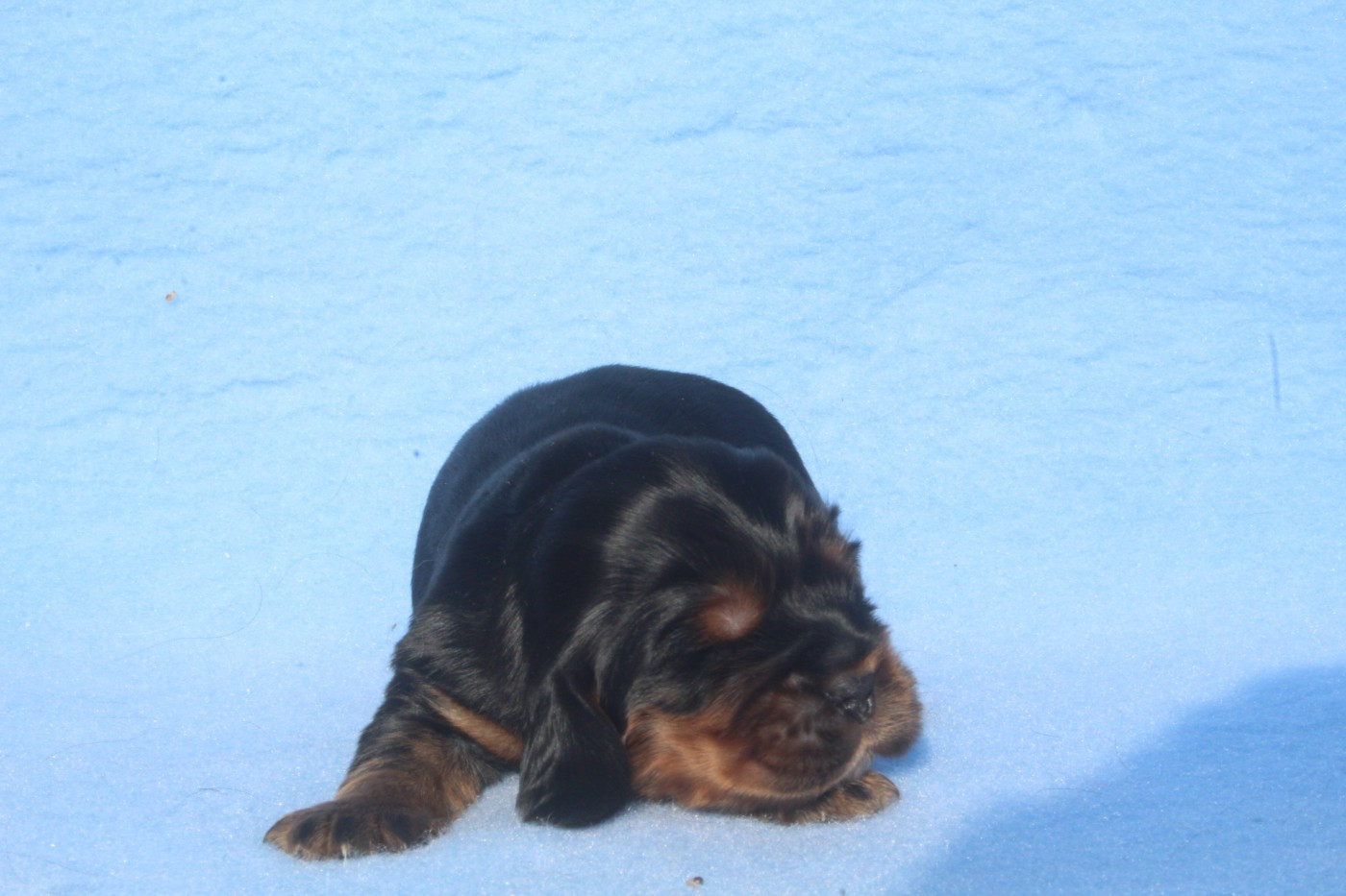 of caniland's dream - Chiots disponibles - Cocker Spaniel Anglais