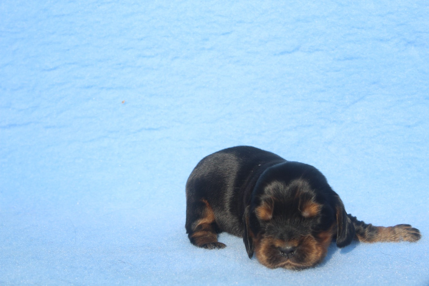 of caniland's dream - Chiots disponibles - Cocker Spaniel Anglais