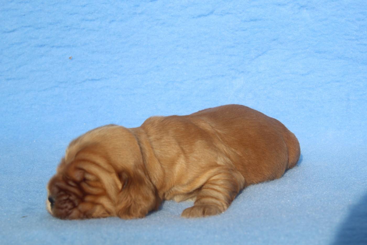 of caniland's dream - Chiots disponibles - Cocker Spaniel Anglais