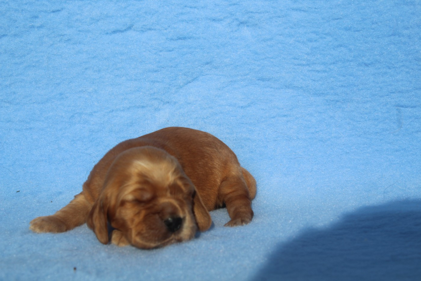 of caniland's dream - Chiots disponibles - Cocker Spaniel Anglais