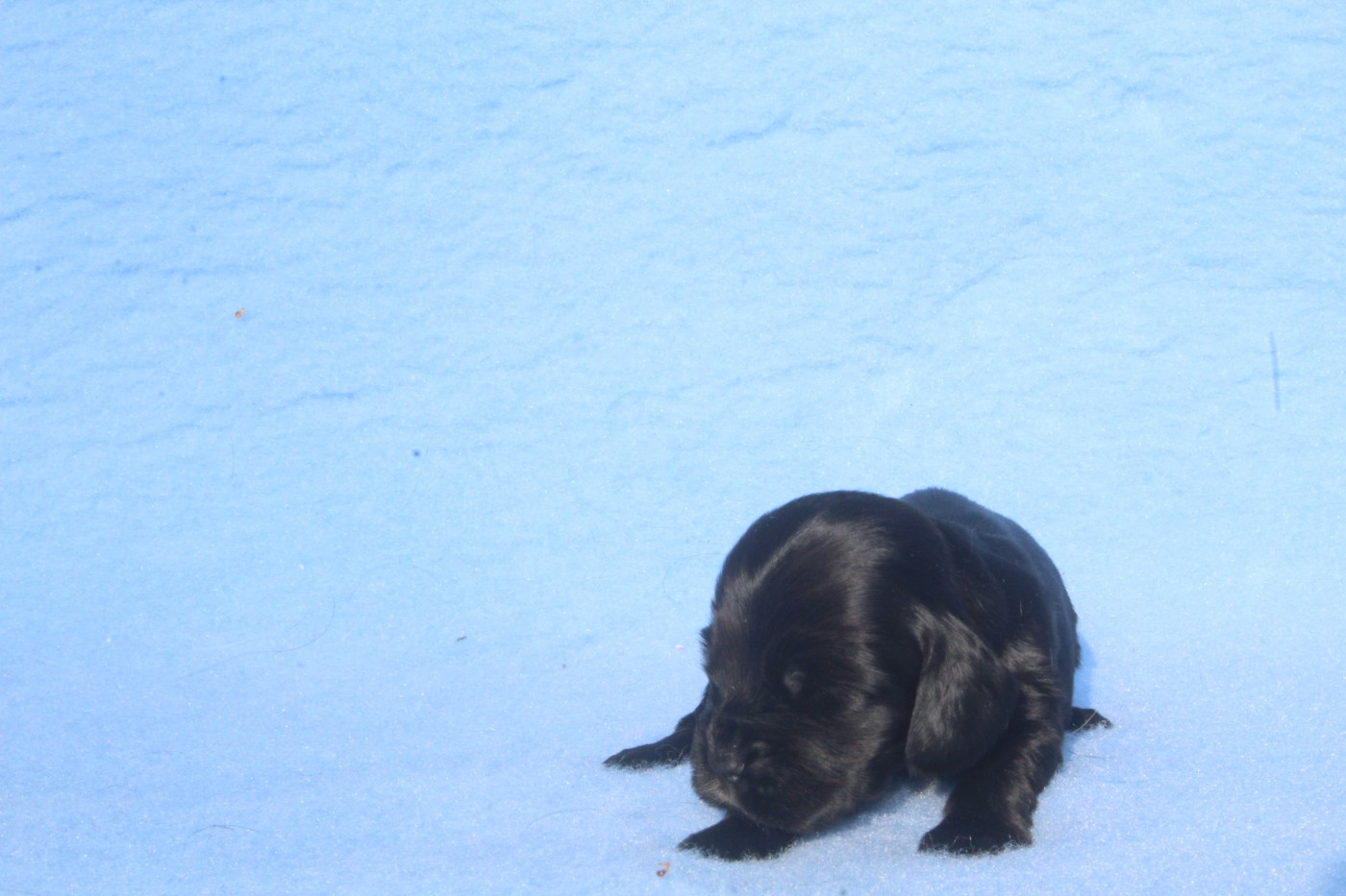 of caniland's dream - Chiots disponibles - Cocker Spaniel Anglais