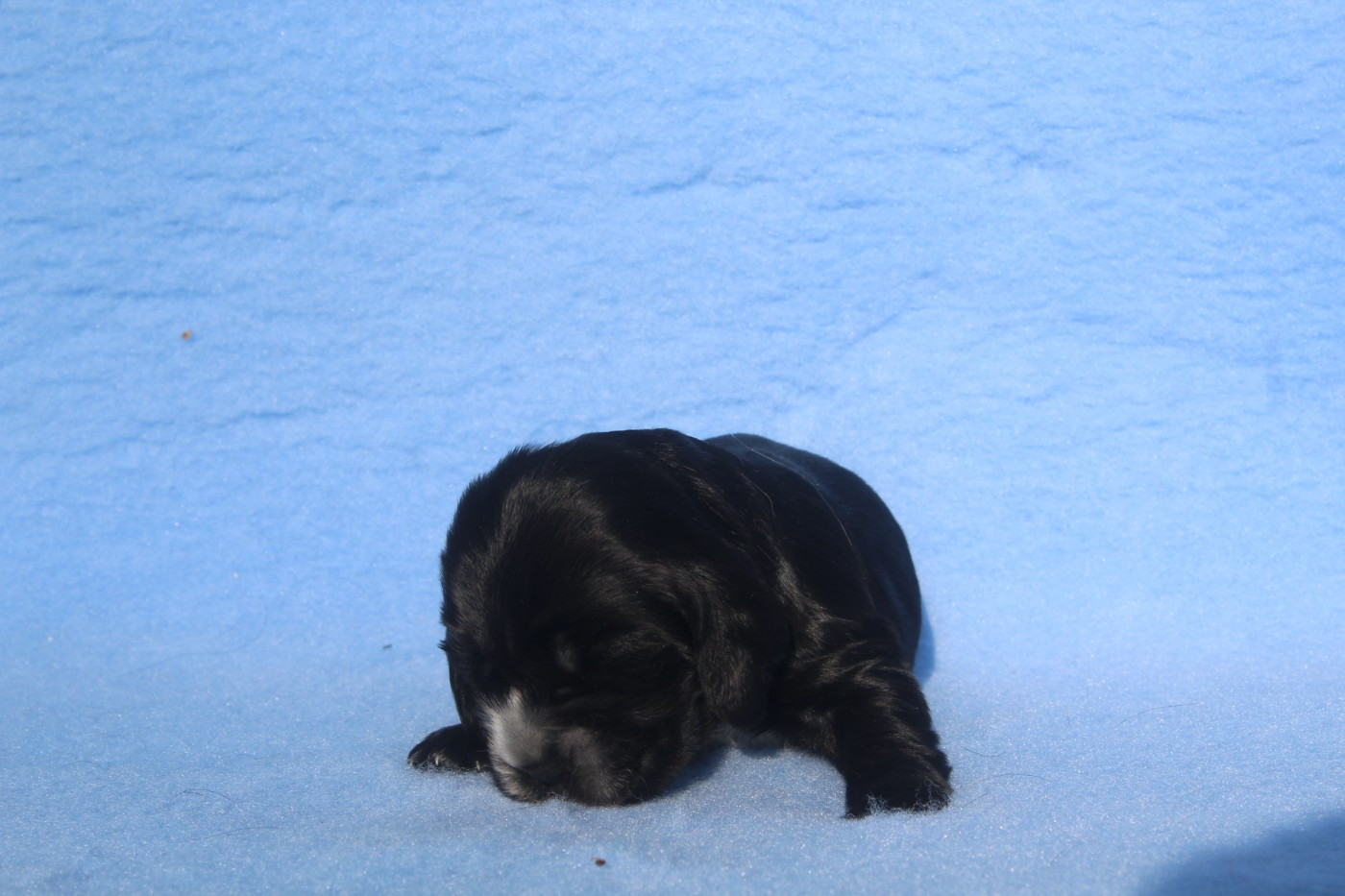 of caniland's dream - Chiots disponibles - Cocker Spaniel Anglais