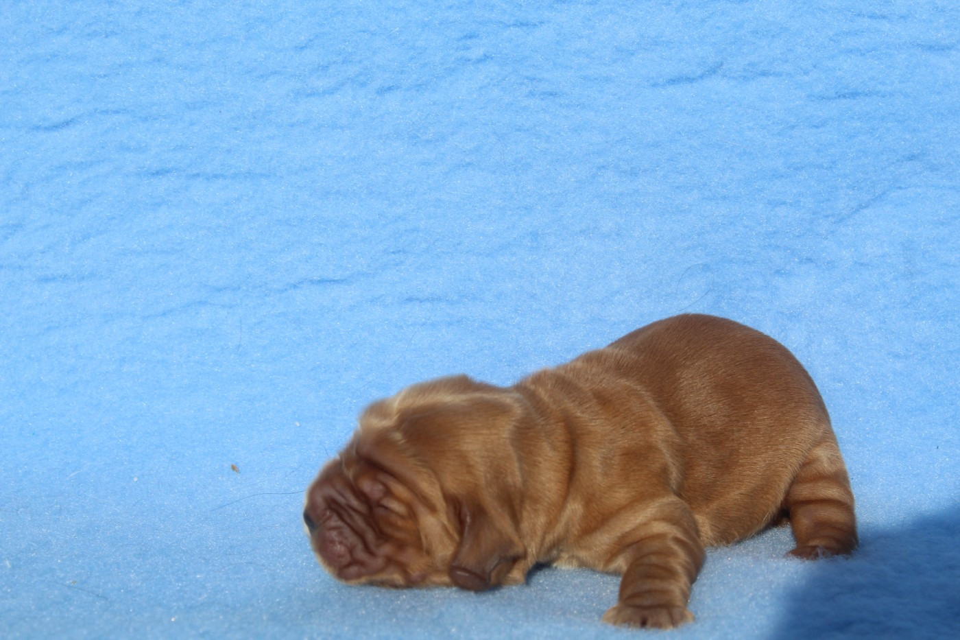 of caniland's dream - Chiots disponibles - Cocker Spaniel Anglais
