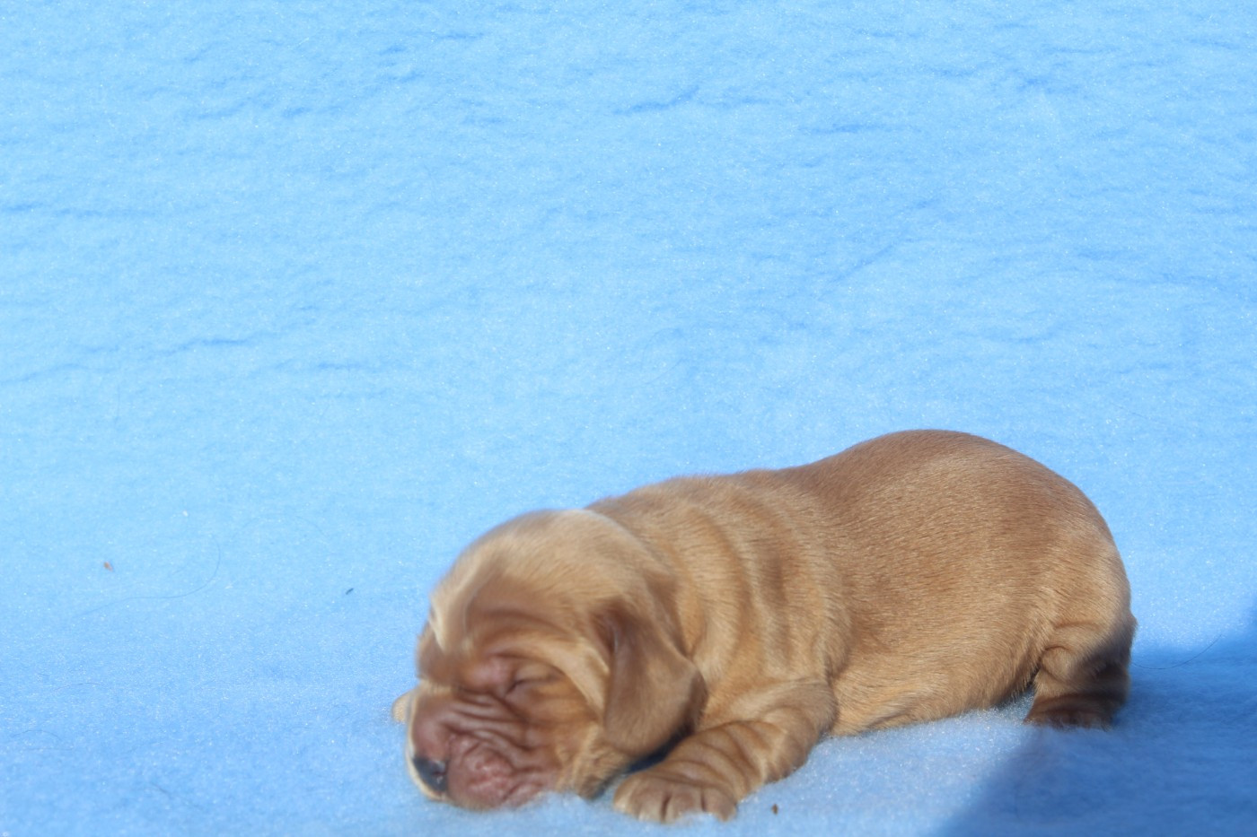 of caniland's dream - Chiots disponibles - Cocker Spaniel Anglais